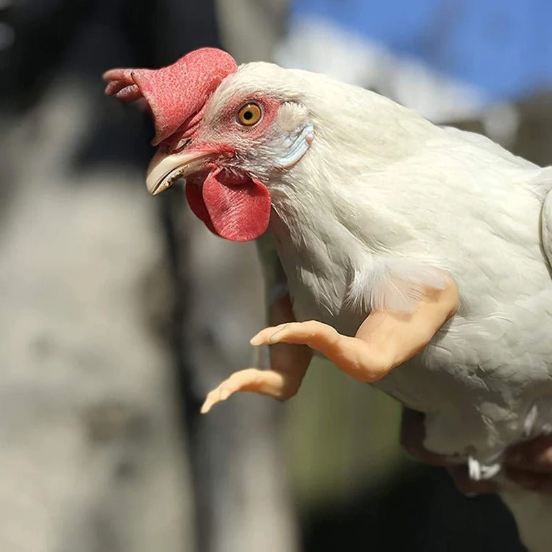 White chicken with a red comb and wattles on a blurred background wearing strong dinosaur arms by banana ducks