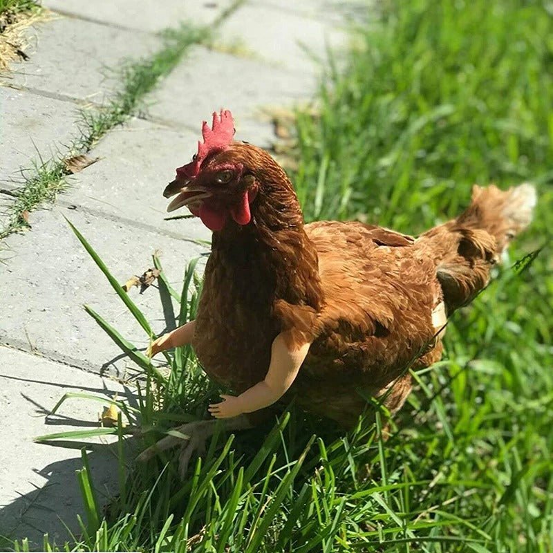 Brown chicken standing on green grass next to a concrete path wearing strong banana duck arms
