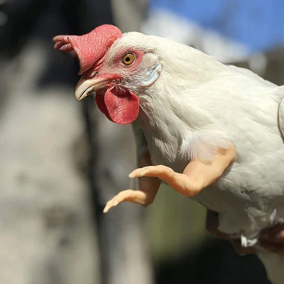 White chicken with a red comb and wattles on a blurred background wearing strong dinosaur arms by banana ducks